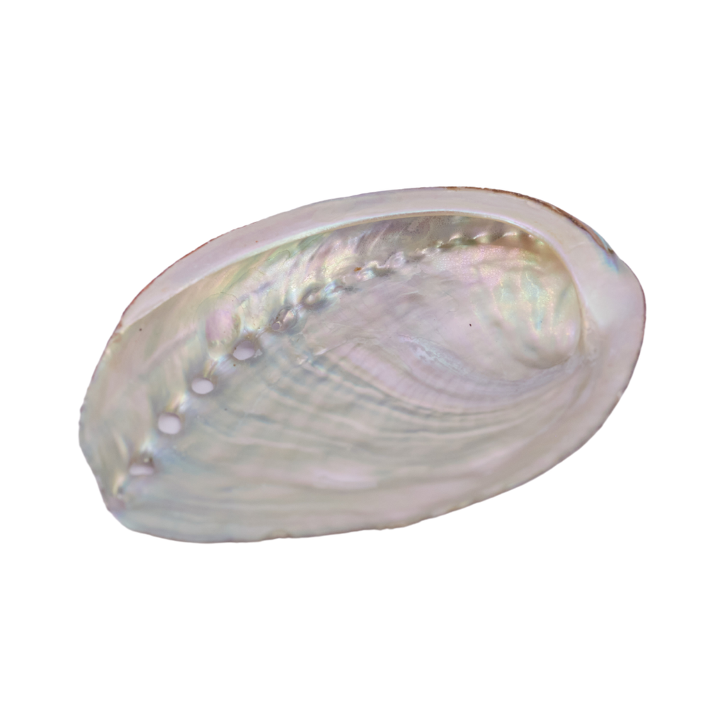 Abalone Shell