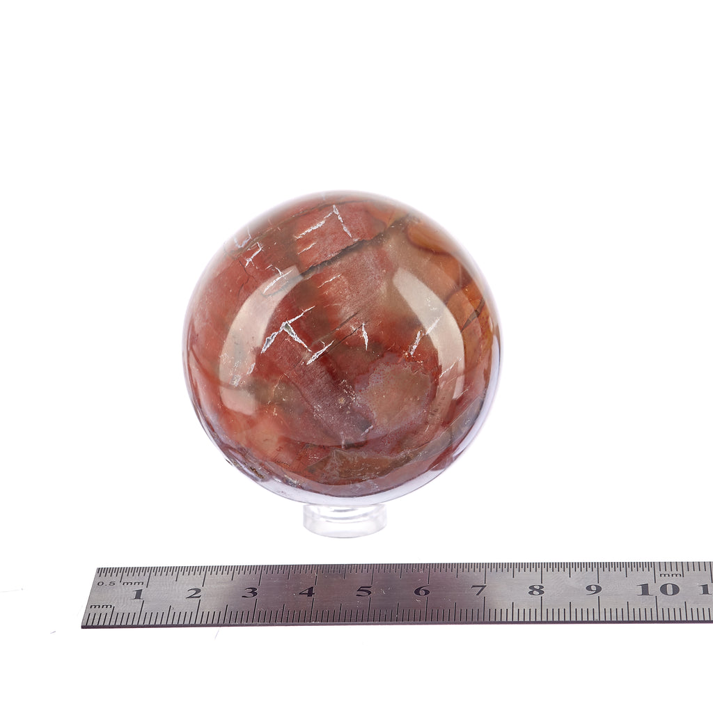 Petrified Wood Sphere #1 | Crystals