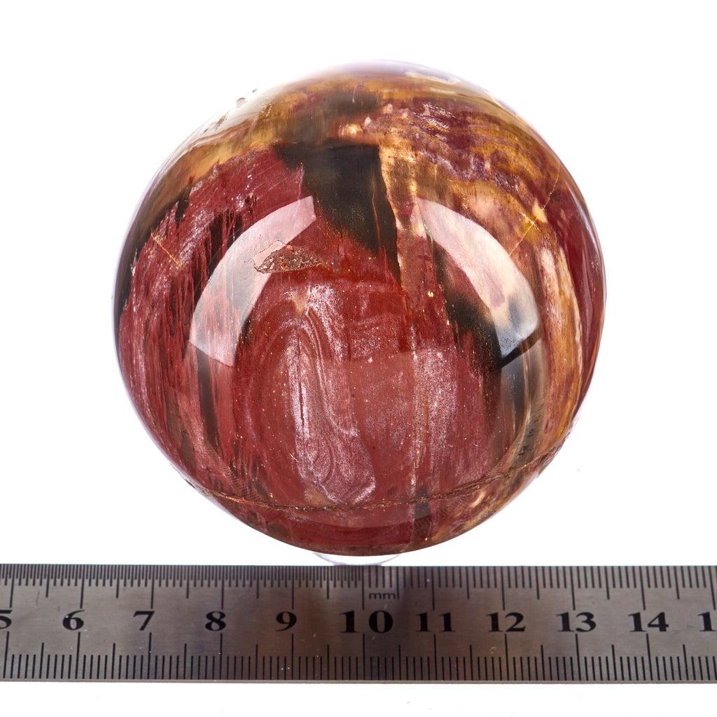 Petrified Wood Sphere #6 | Crystals