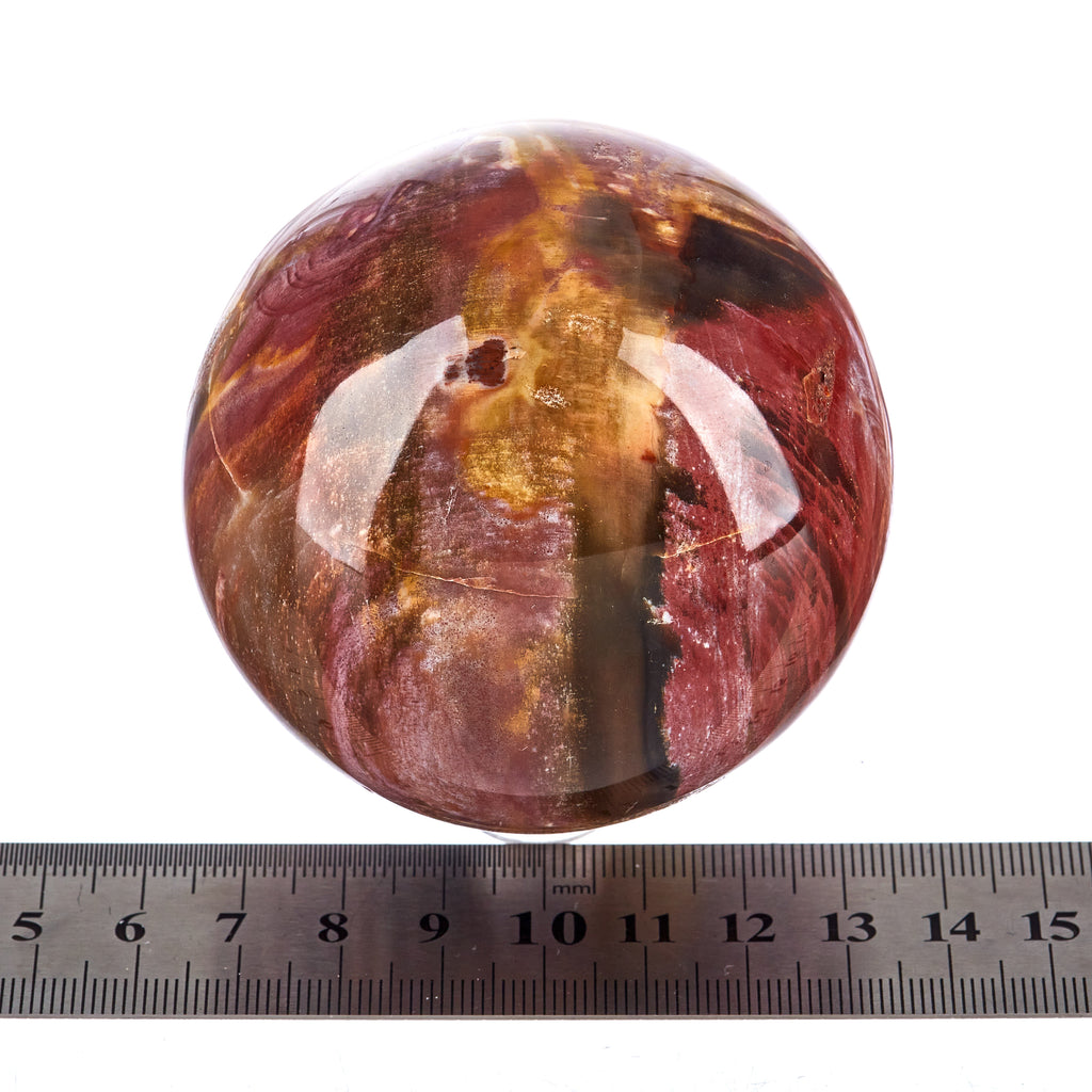 Petrified Wood Sphere #6 | Crystals