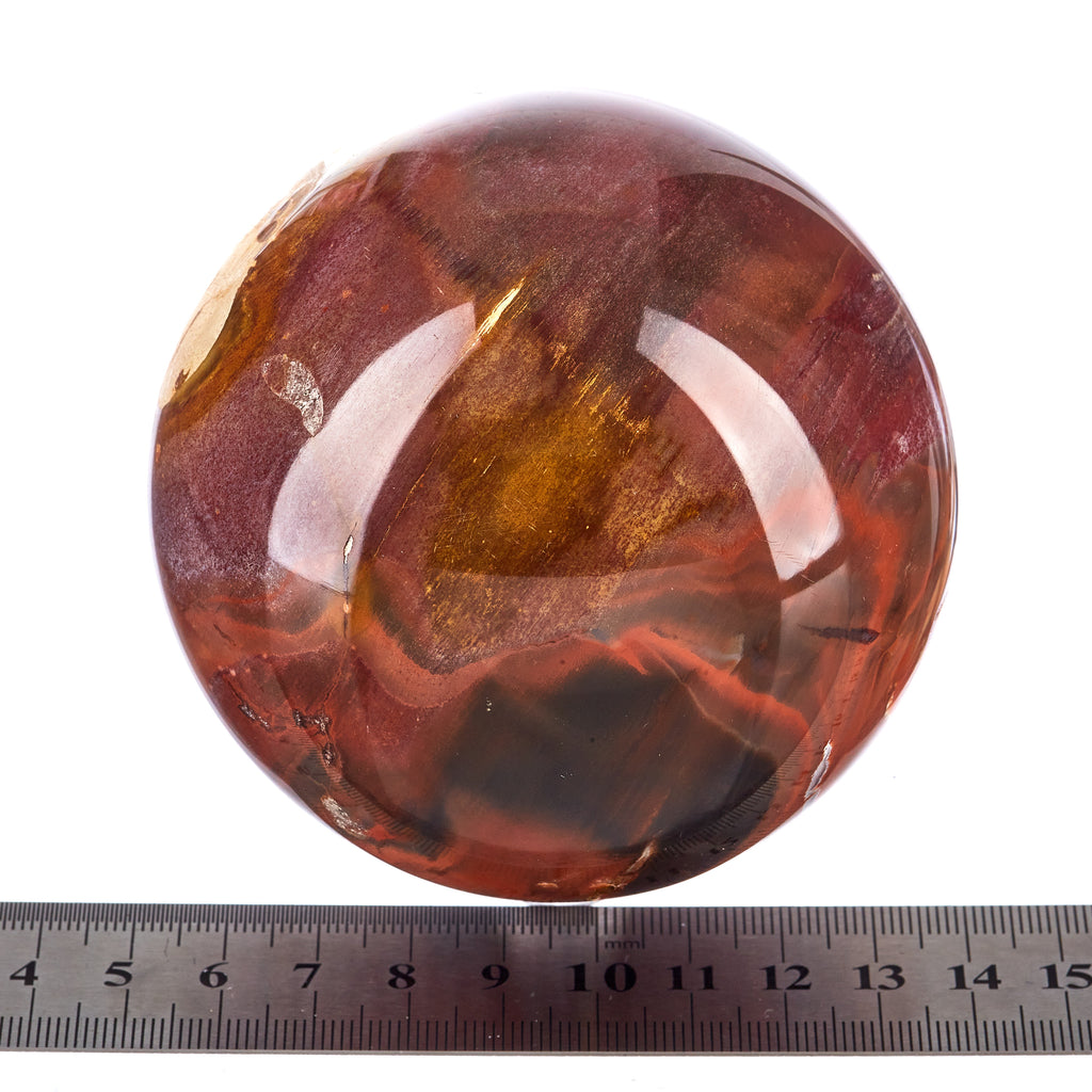 Petrified Wood Sphere #7 | Crystals