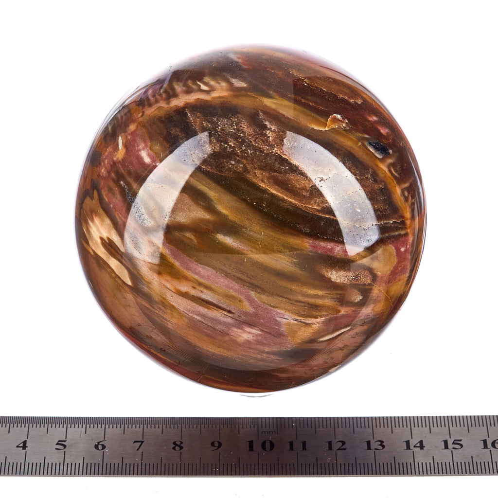 Petrified Wood Sphere #8 | Crystals